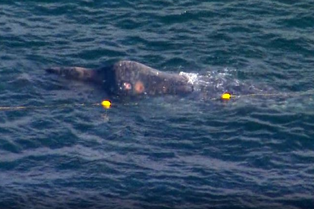 Article image for Race to free whale trapped in Gold Coast shark nets