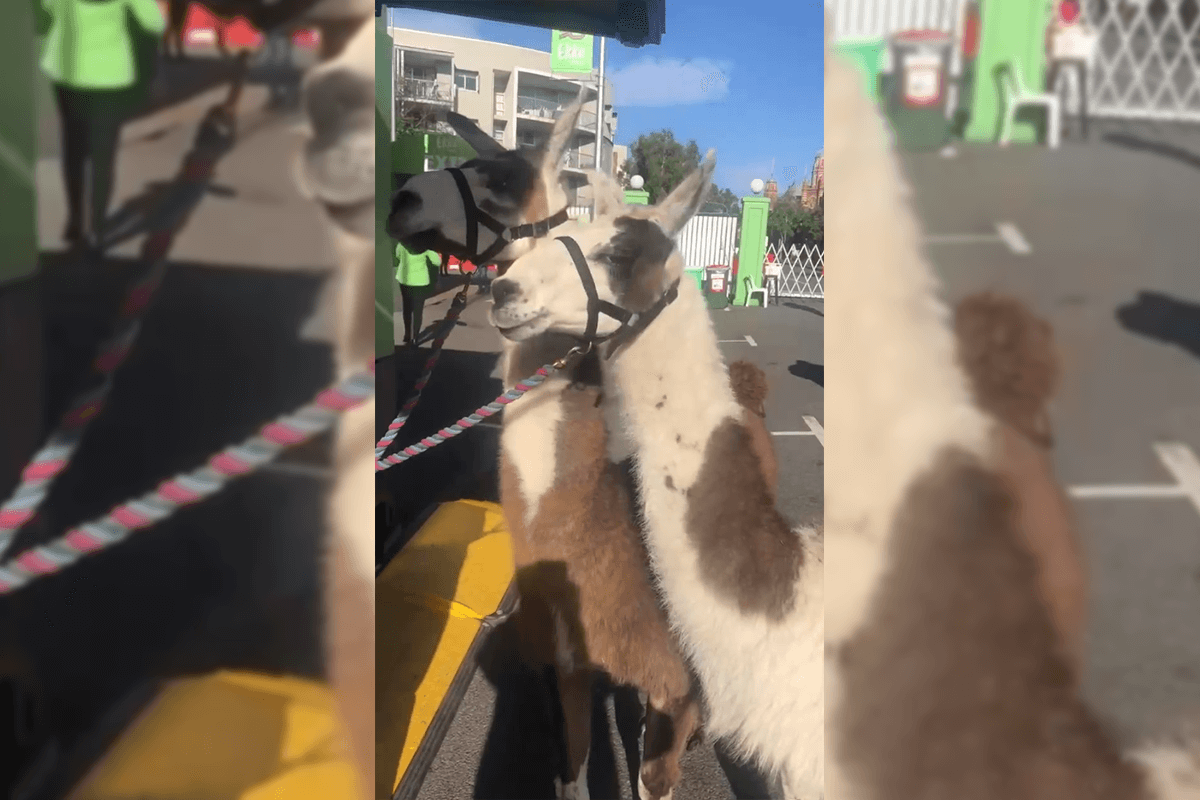 Article image for Ray’s surprise encounter with three alpacas ‘wandering down the street’