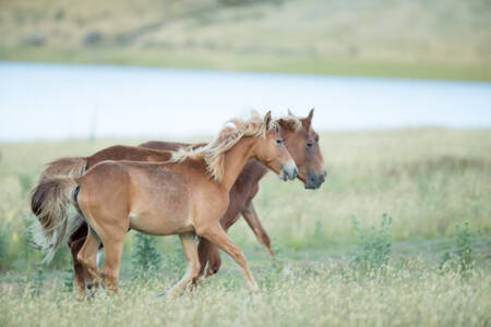 Marilyn Nuske gives an alarming update on the Brumbies in Victoria