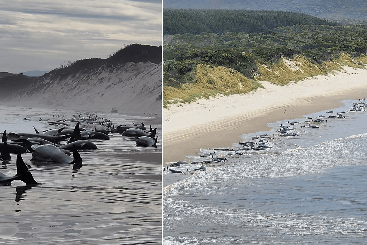 Article image for Race to save whales after pod of 230 washed ashore in Tasmania