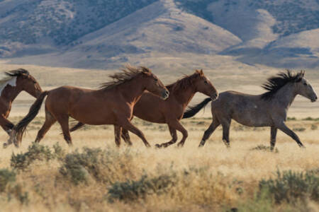 Brumby advocate Marilyn Nuske calls in