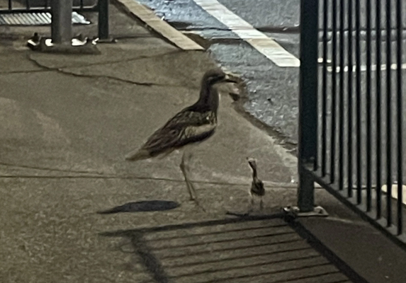 curlews
