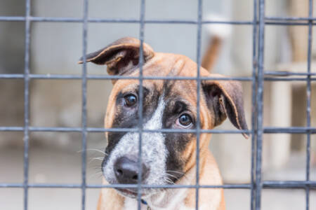 Animal shelters stretched to the limit post-COVID