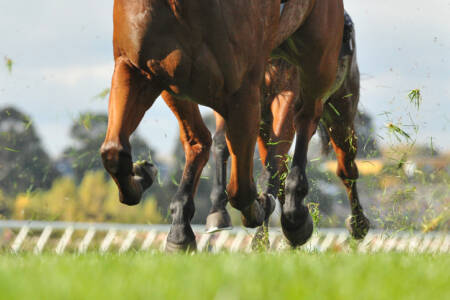 Is horse racing cruel?