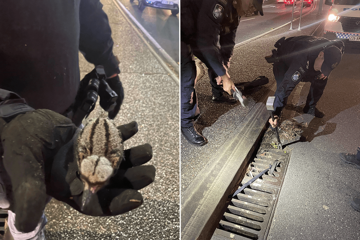 Article image for Dramas in the Valley after curlew chick’s tumble down Gipps St drain