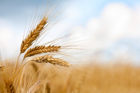 Push for students, grey nomads to head bush and join the national harvest
