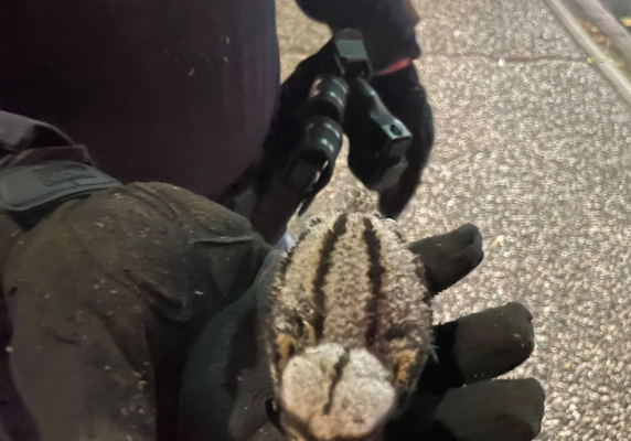 rescued