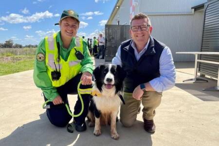 Dogs helping to rescue missing people