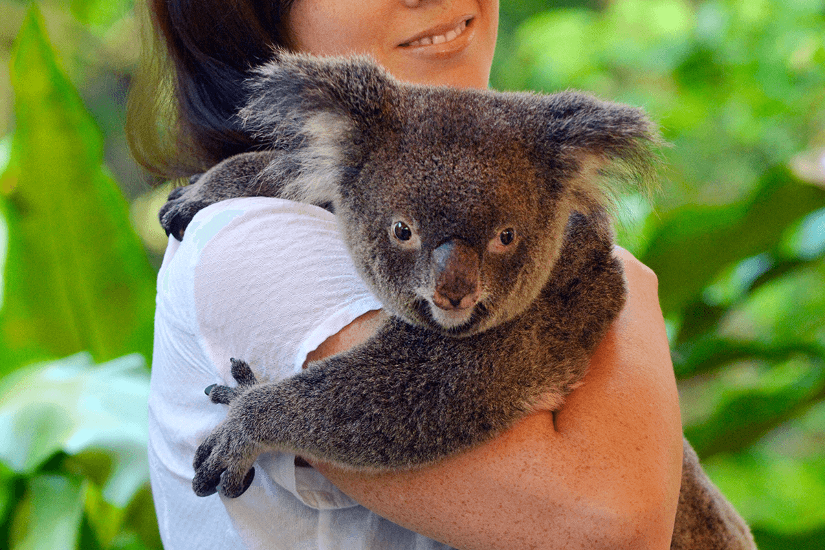 Article image for Animal activists call for ban on ‘cruel’ koala cuddles in Qld