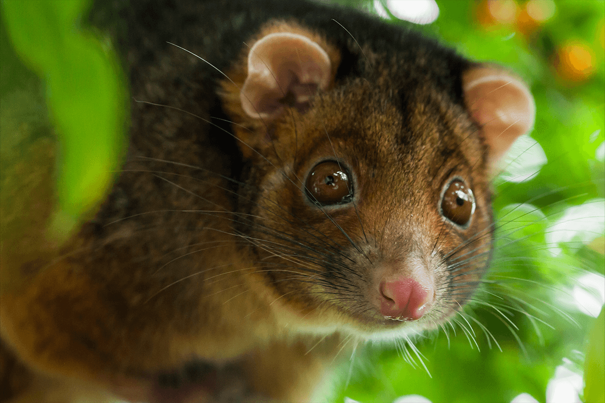 Article image for Why Wet Tropic possum populations have conservationists worried