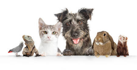 Aussie pet owners don’t know how much their pets are costing them,