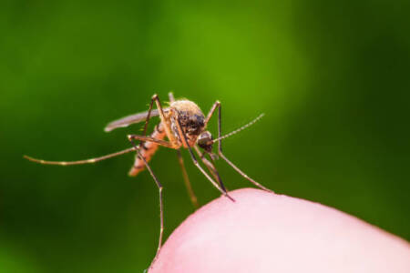 Managing the summer creepy crawlies