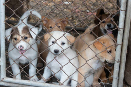 The RSPCA’s call for Guardian Angels this Christmas