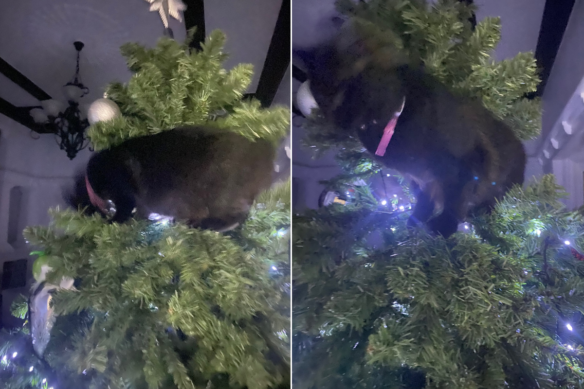 Article image for Spotted: Laurel’s curious cat takes a likening to the Christmas tree!