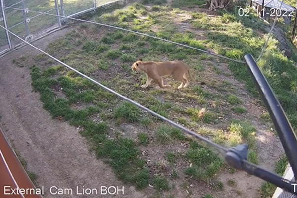 Article image for WATCH | CCTV from Taronga Zoo reveals how five lions escaped