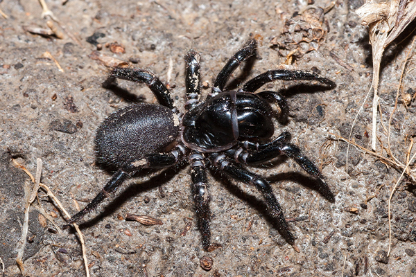 Funnel-web Spider Season is Here  Australian Reptile Park 