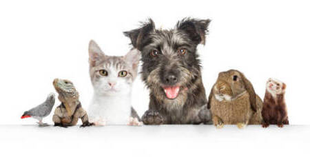 Labor unveils plan to help keep pets in rental properties