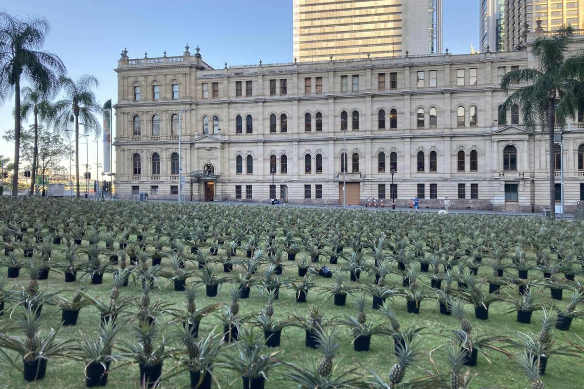 Article image for Why a pineapple plantation has popped up in the Brisbane CBD 