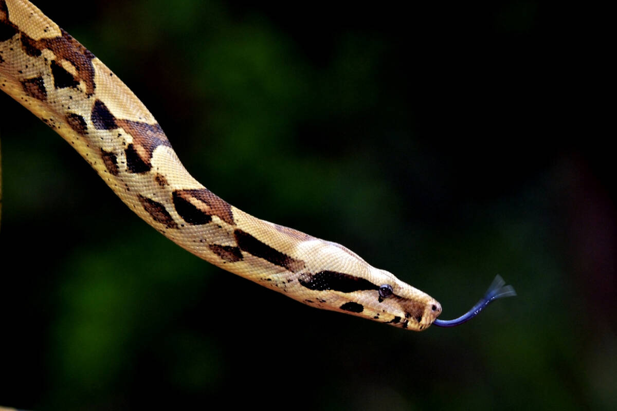 Article image for Queenslander’s creative quick-thinking to save young pup from python