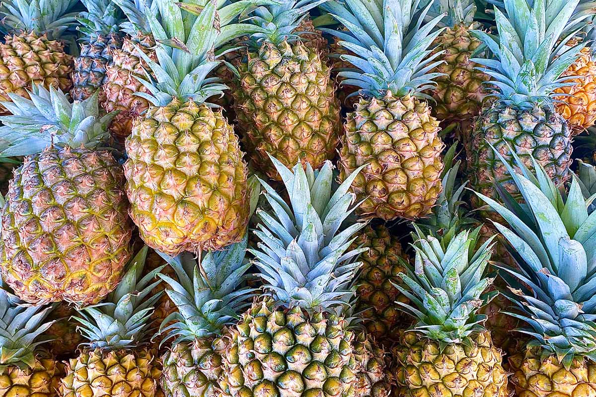 Aussies urged to enjoy pineapple surplus while it lasts