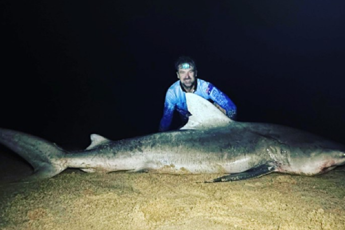 Noosa fisherman reels in HUGE bull shark, warns swimmers