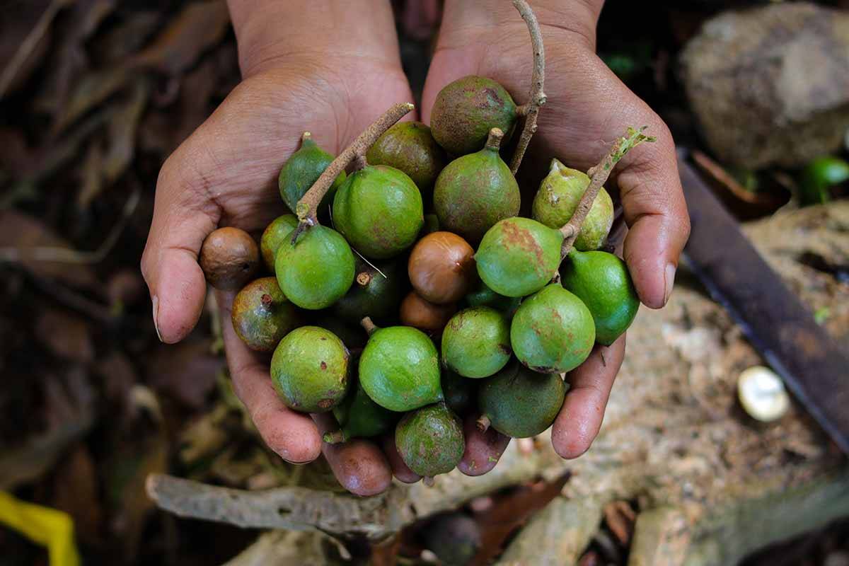 Article image for Record macadamia glut forecast to drive prices even lower 