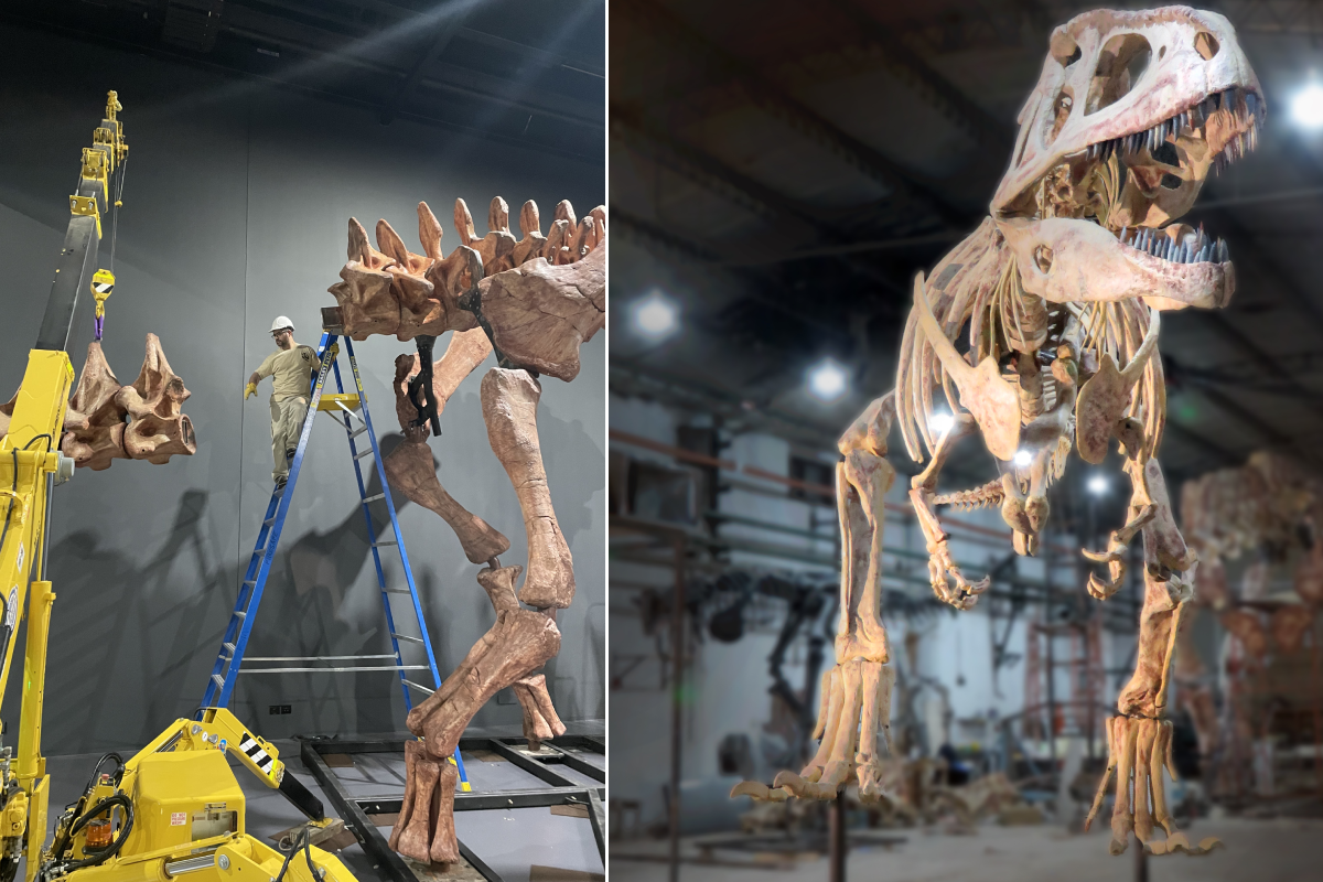 Thrilling new dinosaur exhibition opens at Queensland Museum