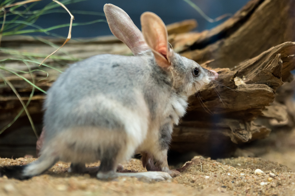 Article image for How Easter chocolates have fuelled a bilby boom