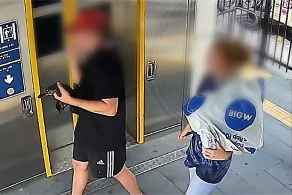 Article image for Plea for platypus return after pair take animal on train