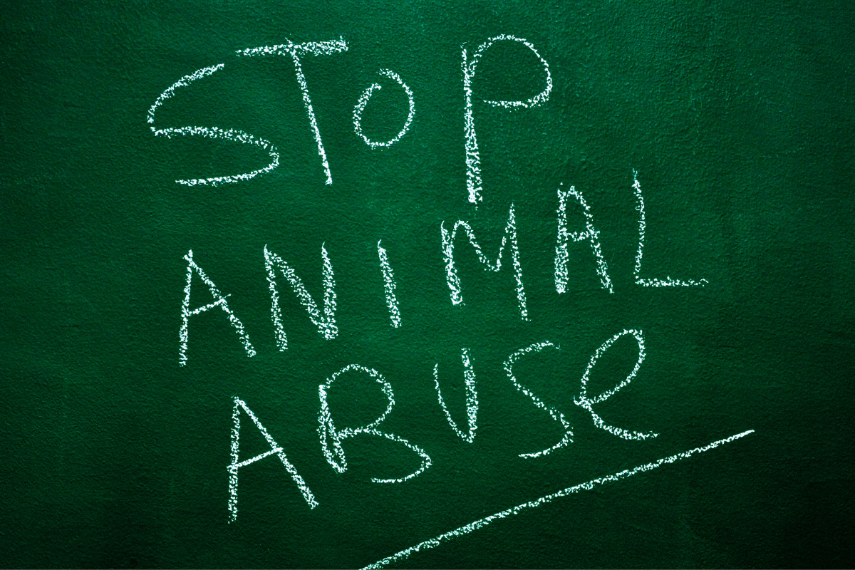 Article image for Animal cruelty on the rise