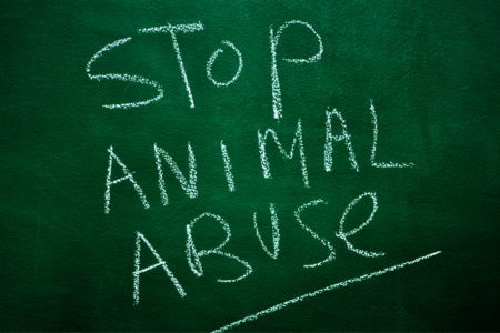 Animal cruelty on the rise