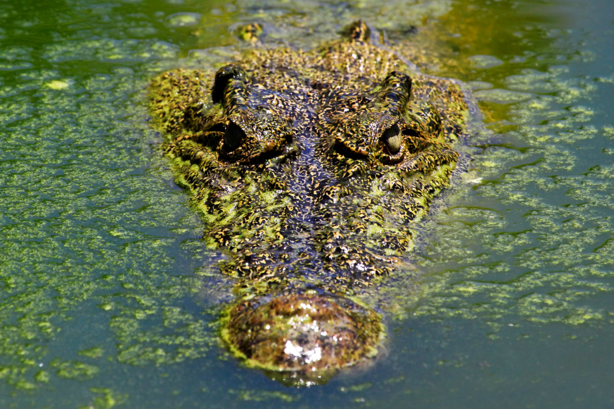 Article image for Lost Queenslander believed to be attacked by crocodile