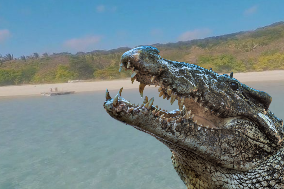 Article image for Gold Coast man survives Crocodile Attack