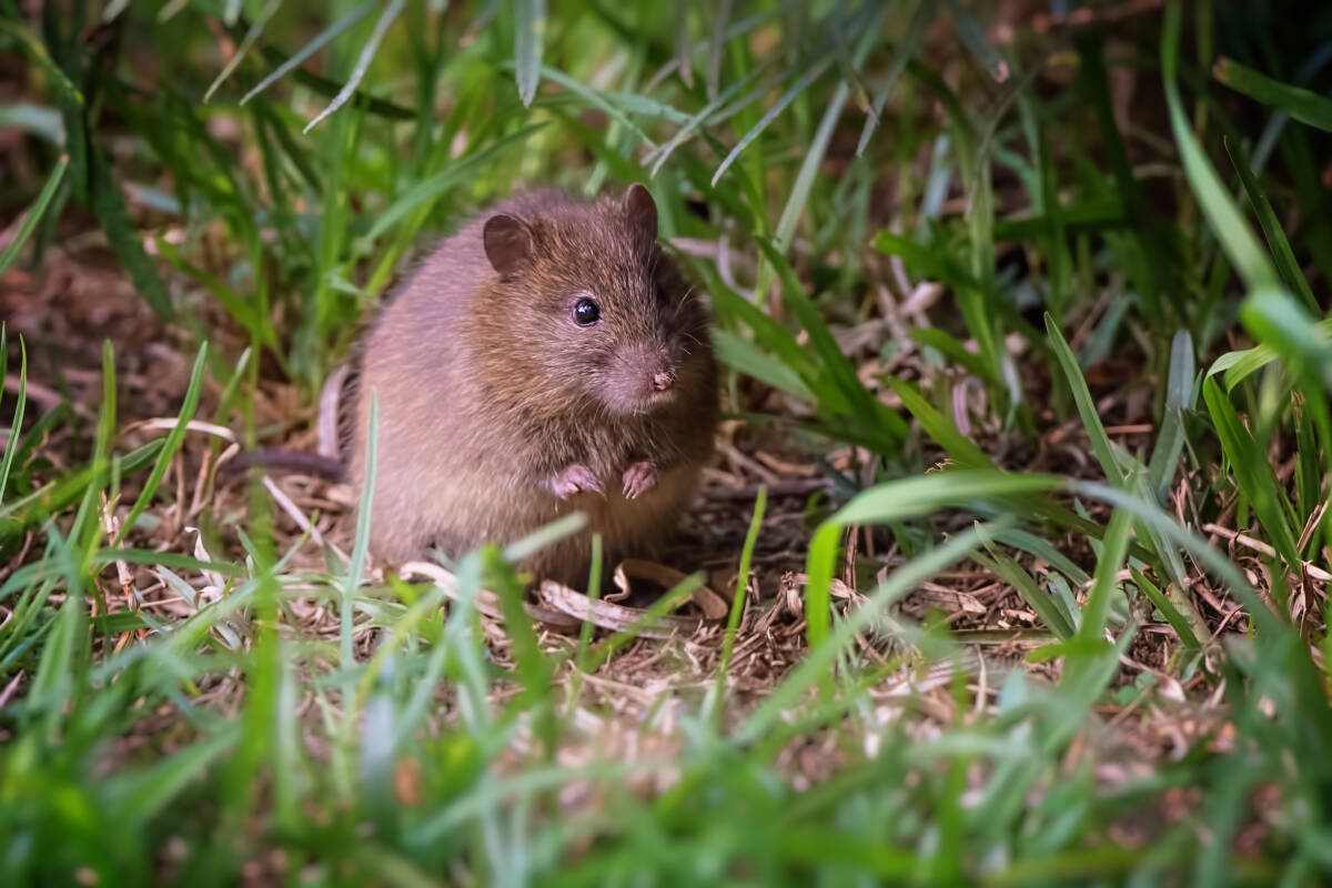 Article image for Here’s how to protect your house from rodents