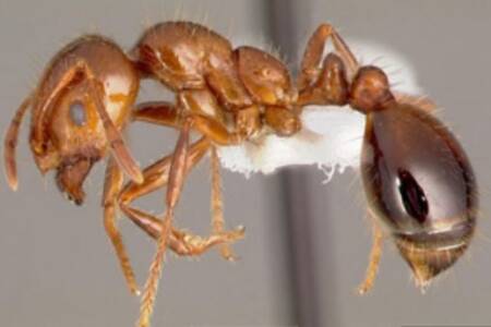 Calls for urgent action on Australia’s fire ant outbreak