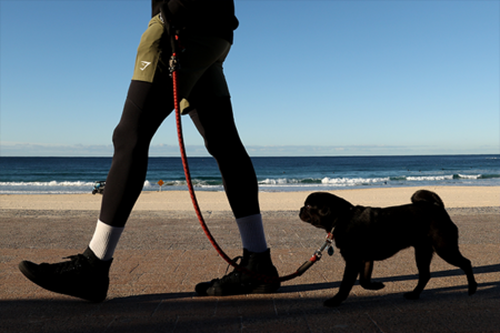 Dogs may soon be banned from Point Cartwright beaches