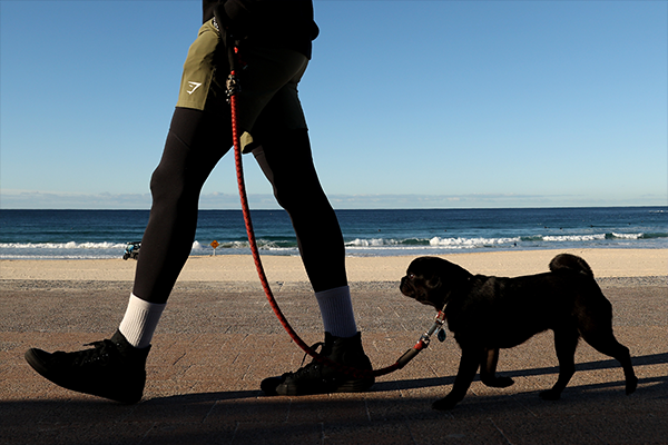 Article image for Dogs may soon be banned from Point Cartwright beaches