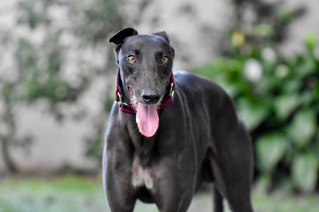 Retired Aussie greyhounds finding new homes