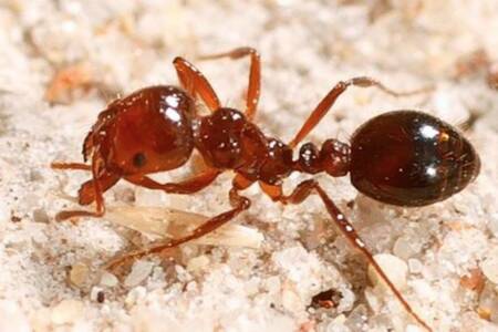 ‘Greatest threat to the Glitter Strip since the pandemic’: Fire ant takeover