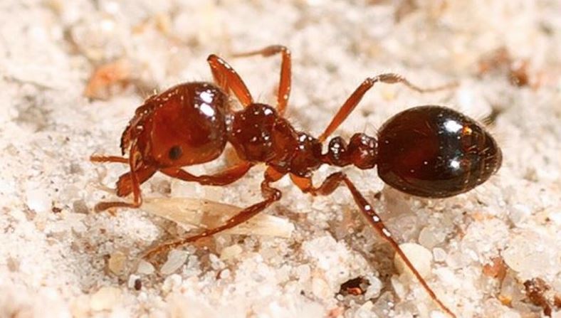 Article image for ‘Greatest threat to the Glitter Strip since the pandemic’: Fire ant takeover