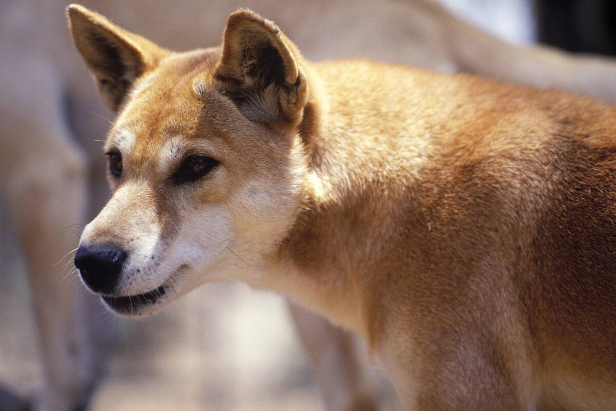 Article image for ‘Always a dangerous place’: Tensions high as eight year-old attacked by dingo