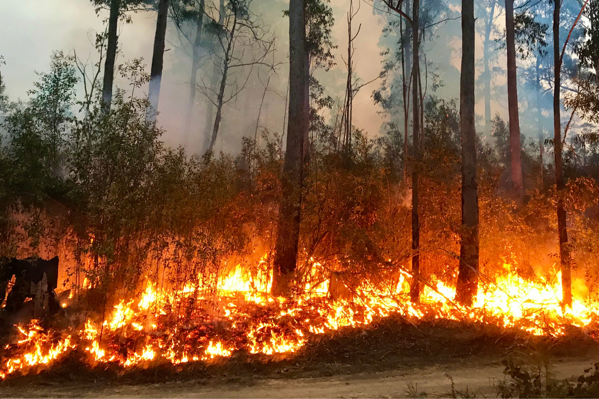 Article image for Is your suburb bushfire-prone?