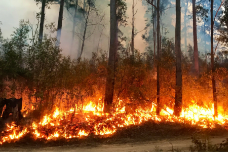 Is your suburb bushfire-prone?