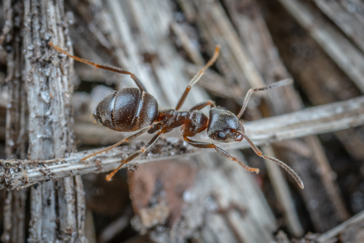 Article image for Fire ants are causing concern in Queensland