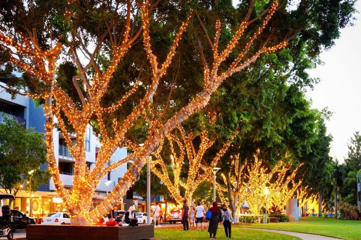 Article image for Trees are lighting up South-East Queensland