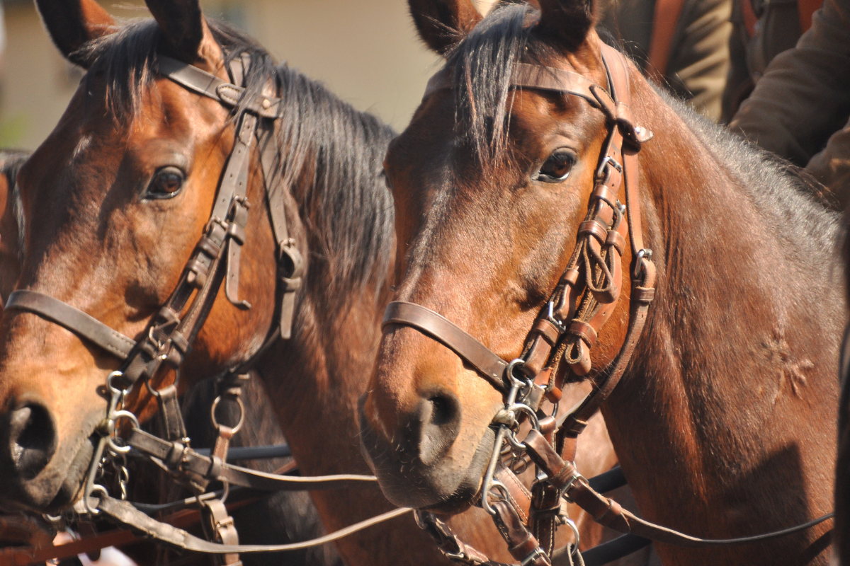 Article image for Future of Queensland Harness Racing in danger