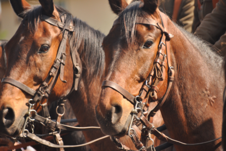 Future of Queensland Harness Racing in danger