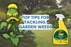 Top tips for tackling garden weeds in Brisbane as spring hits
