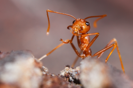 Fire ants are now spreading throughout Queensland rapidly
