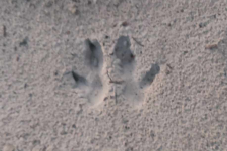 Expert weighs in on ‘black panther’ sighting in Bribie Island